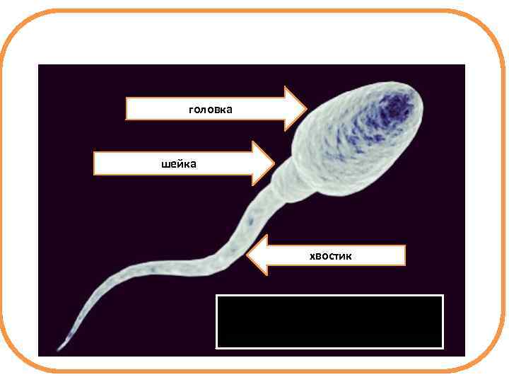 головка шейка хвостик 