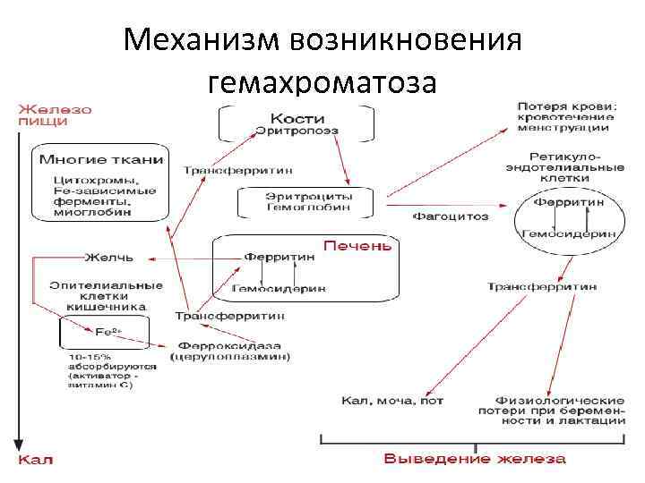 Механизм возникновения гемахроматоза 