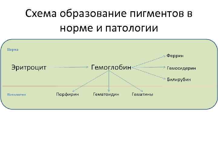 Схема образования желчных пигментов биохимия