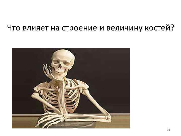 Что влияет на строение и величину костей? 21 