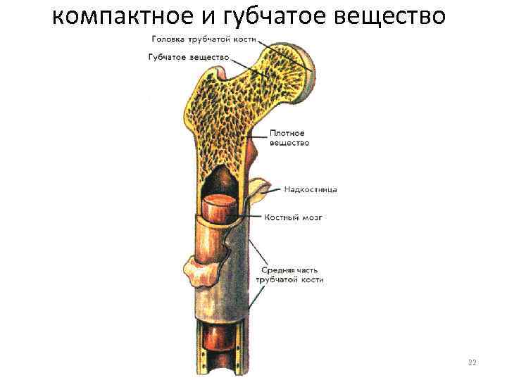 Губчатое тело фото