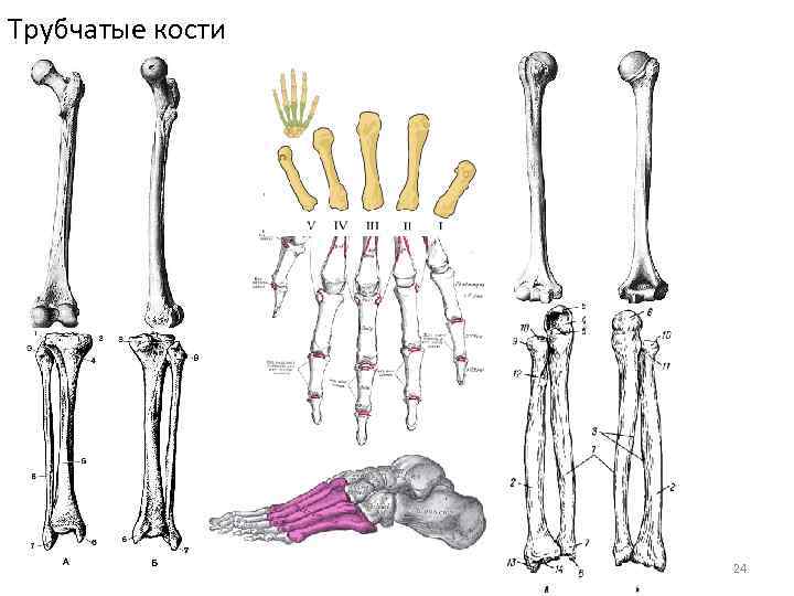 Назовите длинные кости. Трубчатые кости человека. Трубчатая кость человека. Длинные трубчатые кости. Длинные трубчатые кости человека.