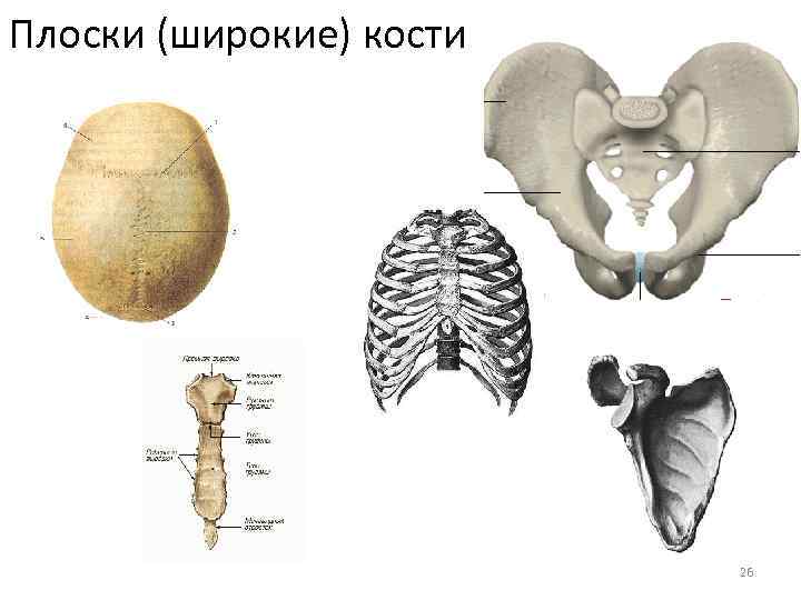 Плоские кости строение