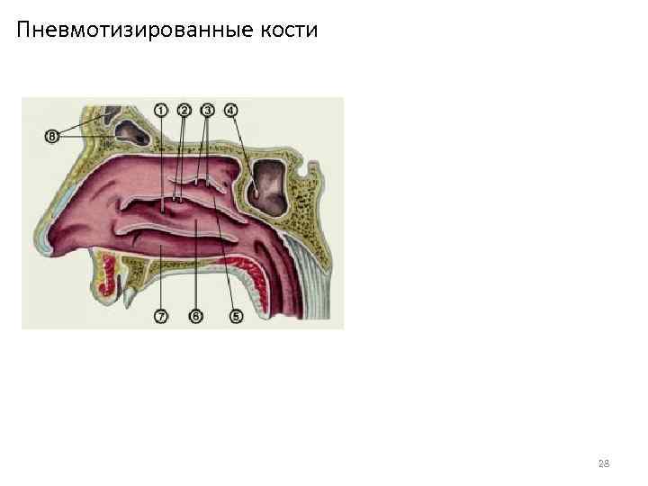 Пневмотизированные кости 28 