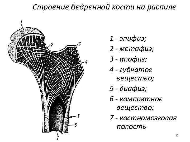 Назовите структуры кости взрослого человека обозначенные на рисунке цифрами 1 и 2