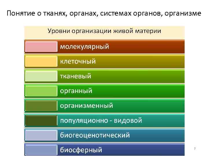 Понятие о тканях, органах, системах органов, организме 7 