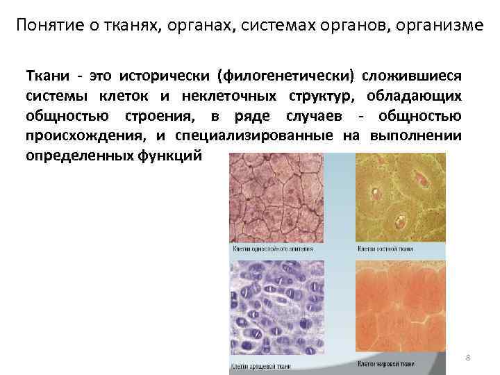 Ткань орган система органов организм