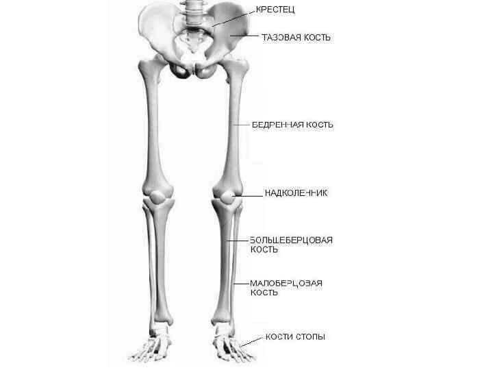 Бедренная кость фото на скелете человека