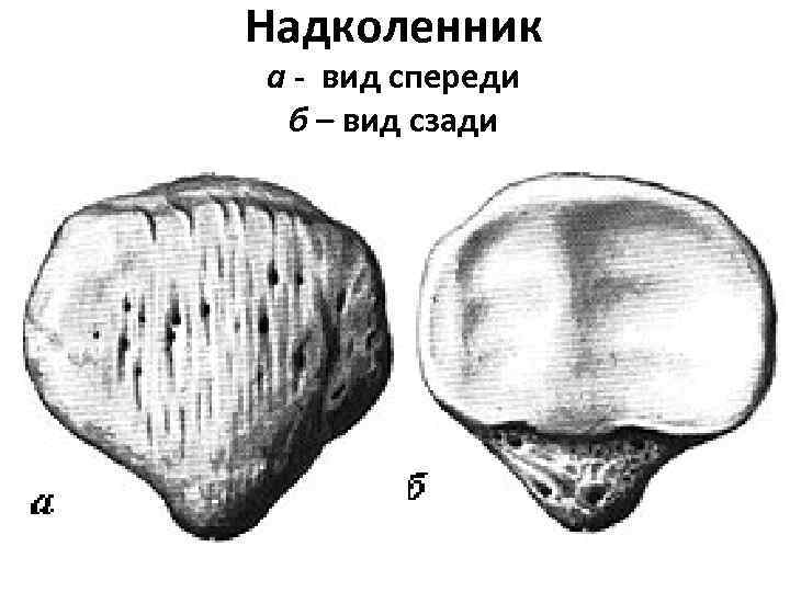 Надколенник а - вид спереди б – вид сзади 