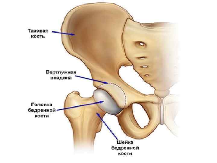 Болит шейка бедра симптомы. Вертлужная впадина бедра. Анатомия вертлужной впадины тазовой кости. Вертлужная кость тазобедренного сустава. Скелет тазобедренного сустава.