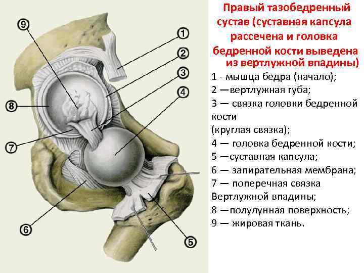 Тазовая диафрагма у женщин где находится фото