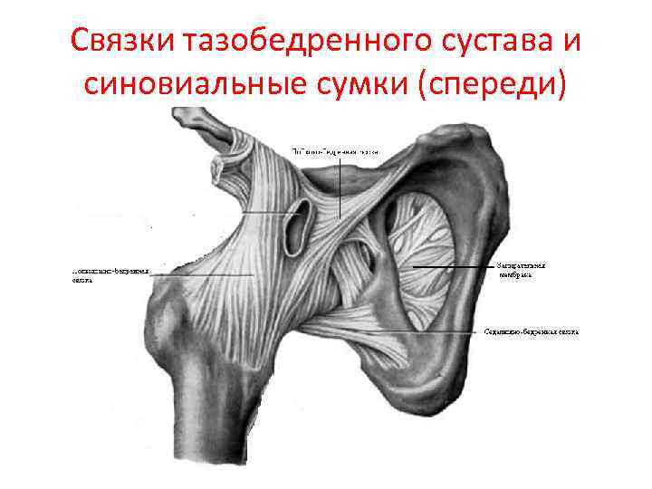 Связки тазобедренного сустава и синовиальные сумки (спереди) 