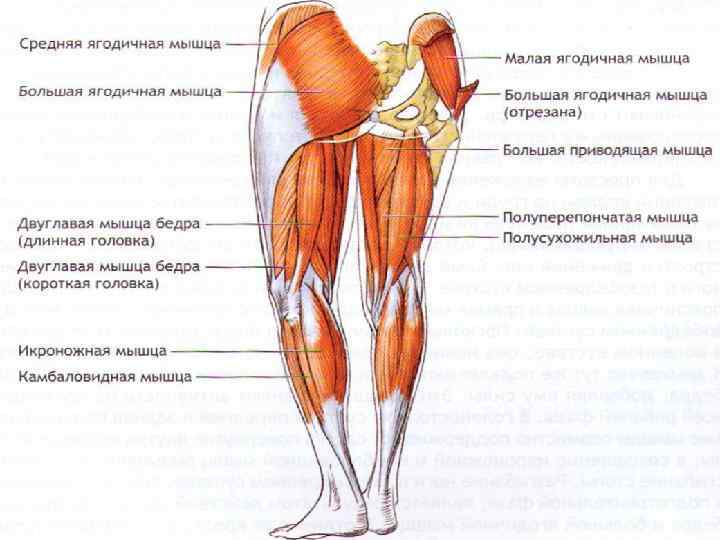 Где находится поясница фото