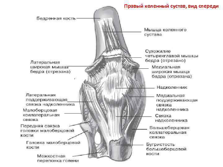 Сустав правой