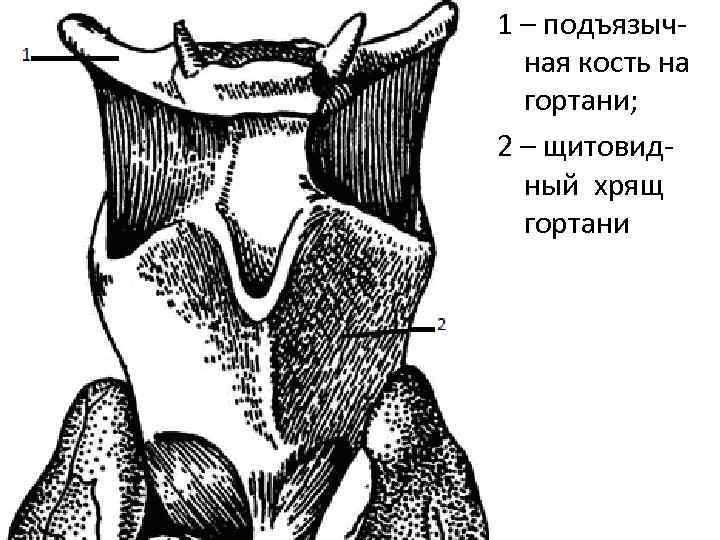 Подъязычная кость фото где находится