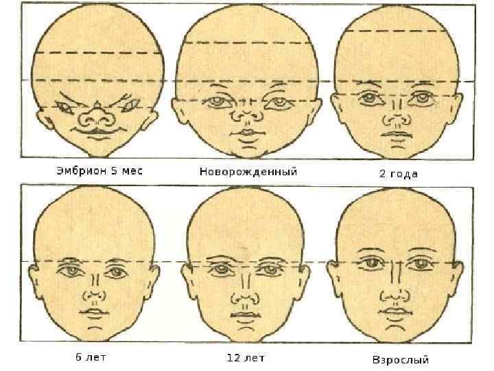 Объем лицу. Пропорции лица младенца. Пропорции лица. Нормальная форма черепа человека.