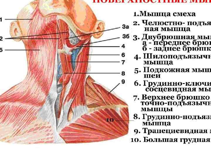 Строение мышц шеи человека фото с описанием спереди