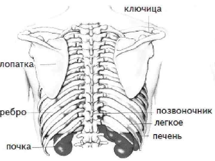 Болит спина отдает в ребра справа