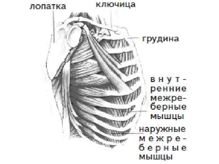 Грудина ключично сосцевидная мышца