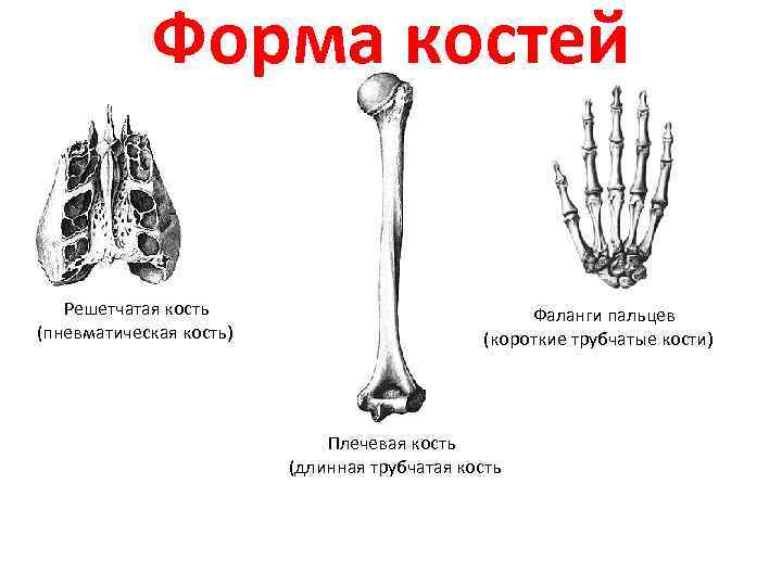 Форма костей Решетчатая кость (пневматическая кость) Фаланги пальцев (короткие трубчатые кости) Плечевая кость (длинная