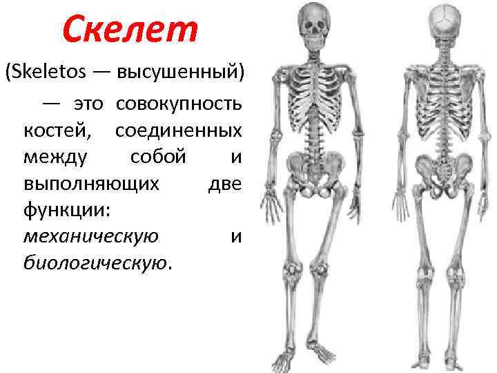 Скелет (Skeletos — высушенный) — это совокупность костей, соединенных между собой и выполняющих две