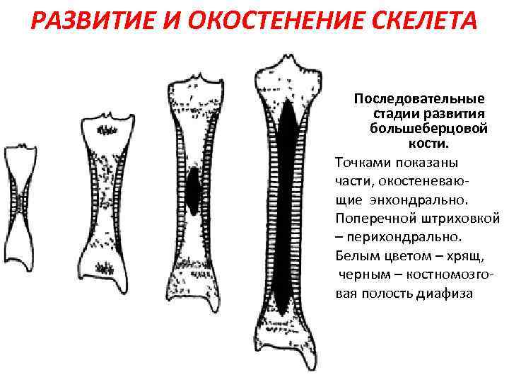 РАЗВИТИЕ И ОКОСТЕНЕНИЕ СКЕЛЕТА Последовательные стадии развития большеберцовой кости. Точками показаны части, окостеневающие энхондрально.