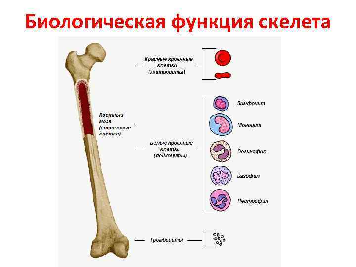Биологическая функция скелета 