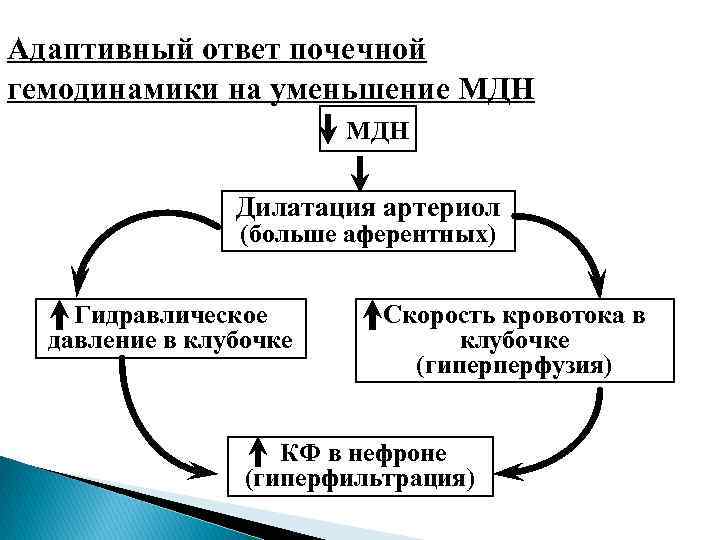 Адаптивный ответ. Гемодинамика при хронической почечной недостаточности. Радиационный адаптивный ответ. Уменьшение массы нефронов патогенез.