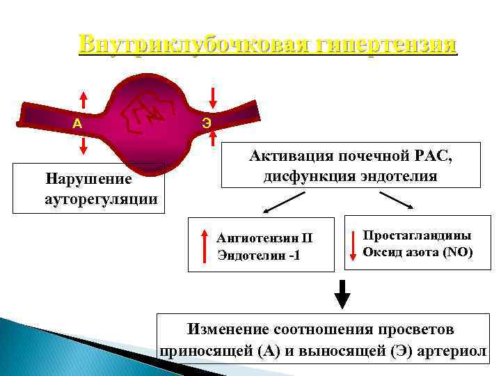 Внутриклубочковая гипертензия А Нарушение ауторегуляции Э Активация почечной РАС, дисфункция эндотелия Ангиотензин II Эндотелин