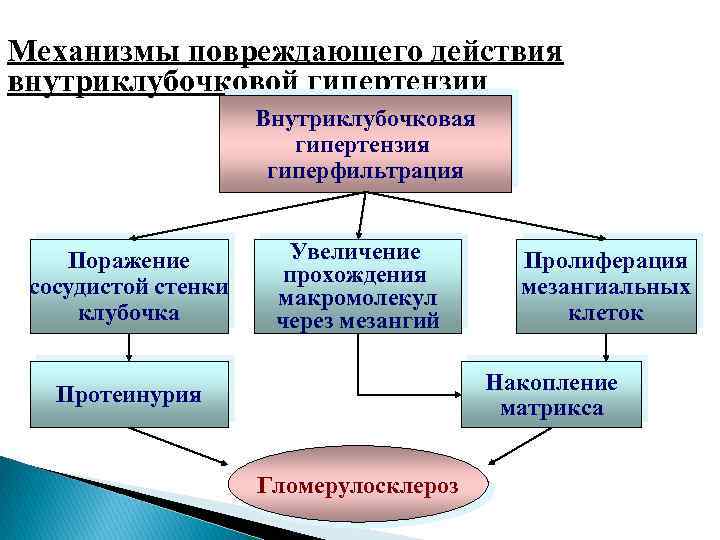 Механизмы повреждающего действия внутриклубочковой гипертензии Внутриклубочковая гипертензия гиперфильтрация Поражение сосудистой стенки клубочка Увеличение прохождения