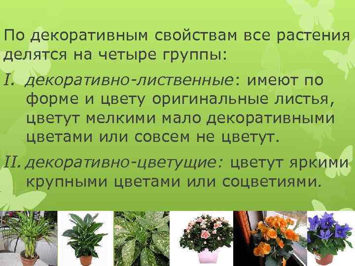 По декоративным свойствам все растения делятся на четыре группы: I. декоративно-лиственные: имеют по форме