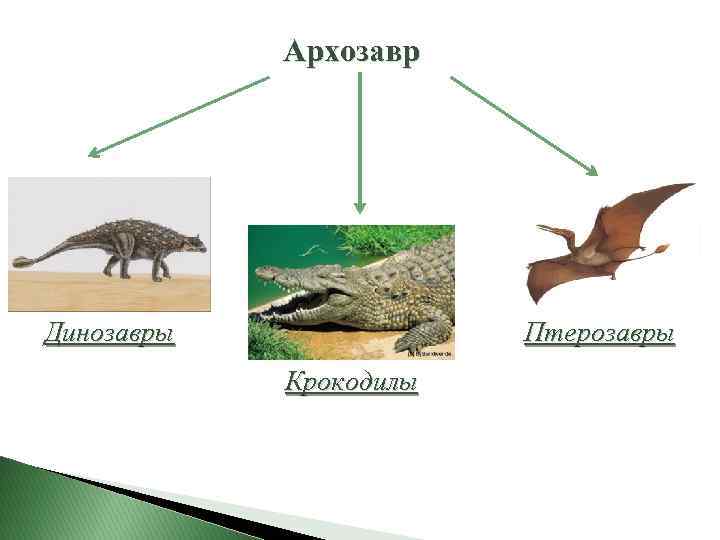 Архозавр Динозавры Птерозавры Крокодилы 