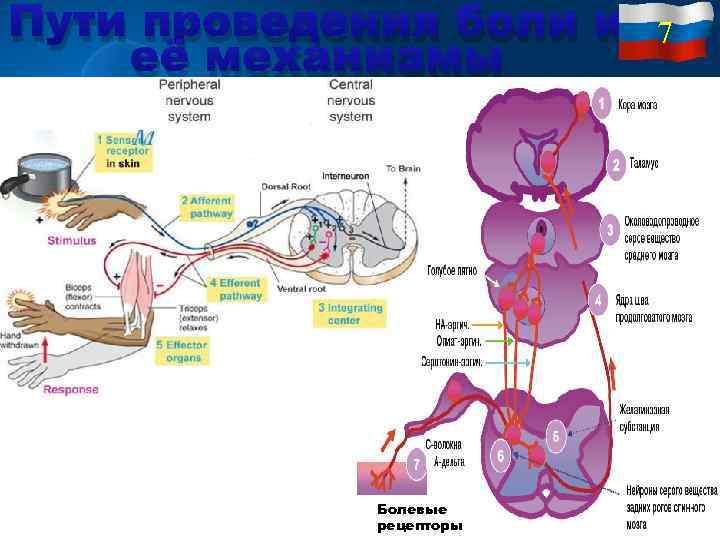 Пути проведения боли и её механизмы Болевые рецепторы 7 