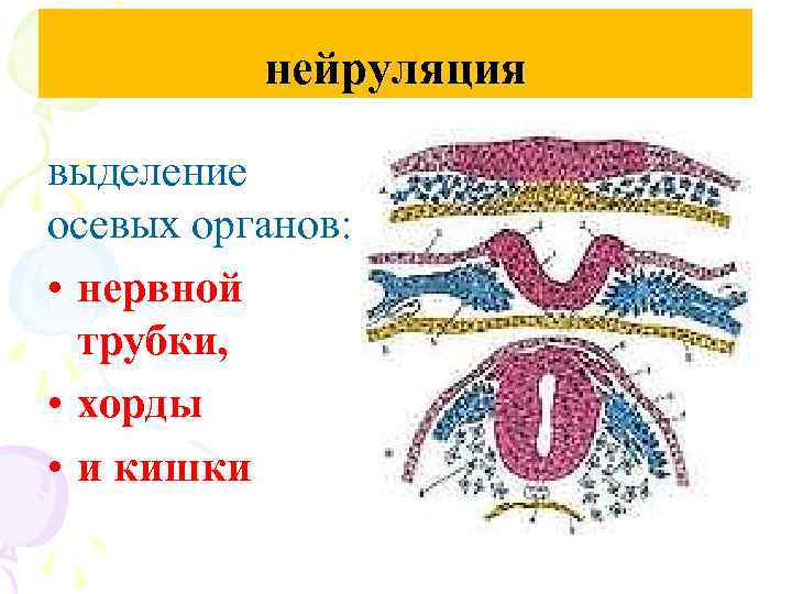 нейруляция выделение осевых органов: • нервной трубки, • хорды • и кишки 