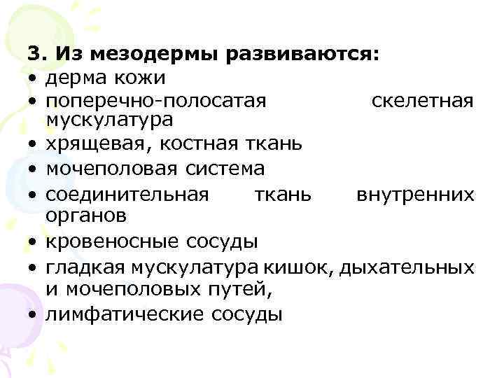 3. Из мезодермы развиваются: • дерма кожи • поперечно-полосатая скелетная мускулатура • хрящевая, костная