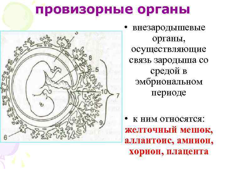 Внезародышевые органы презентация