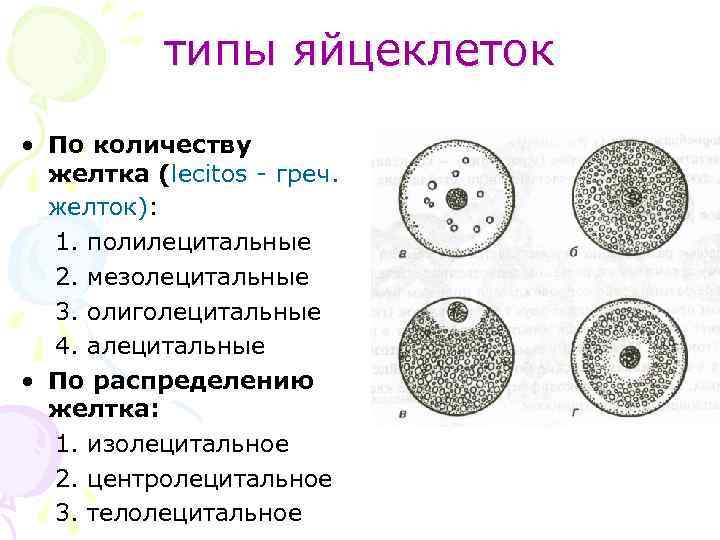 типы яйцеклеток • По количеству желтка (lecitos - греч. желток): 1. полилецитальные 2. мезолецитальные