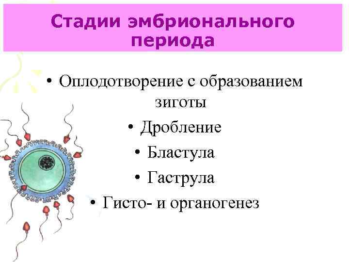 Стадии эмбрионального периода • Оплодотворение с образованием зиготы • Дробление • Бластула • Гаструла