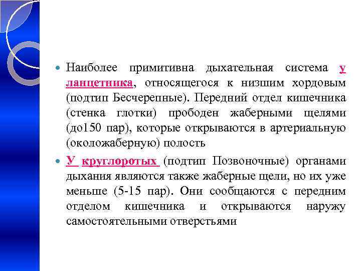 Наиболее примитивна дыхательная система у ланцетника, относящегося к низшим хордовым (подтип Бесчерепные). Передний отдел