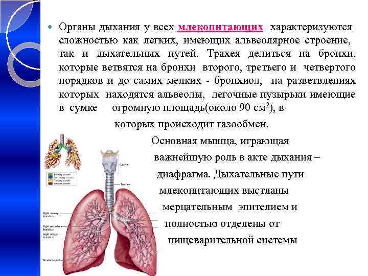  Органы дыхания у всех млекопитающих характеризуются сложностью как легких, имеющих альвеолярное строение, так