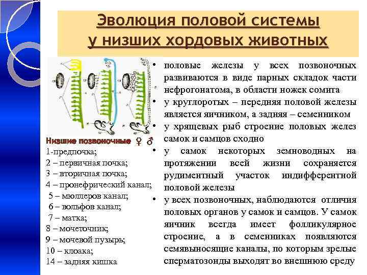 Эволюция половой системы у низших хордовых животных • половые железы у всех позвоночных развиваются