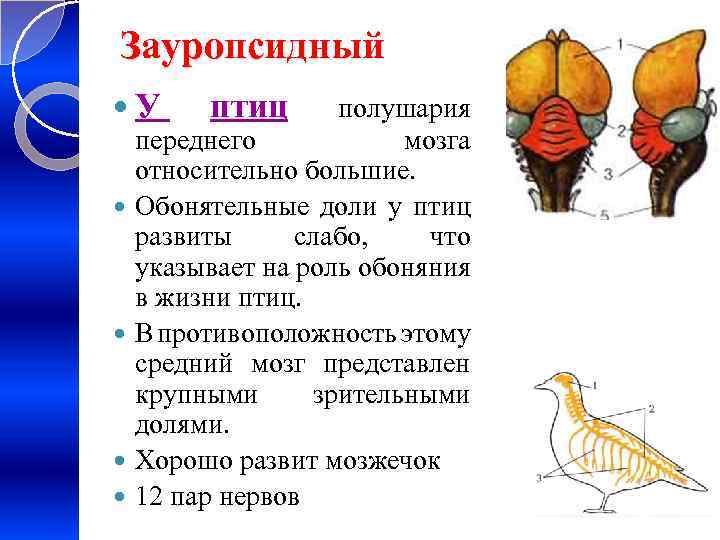 Зауропсидный У птиц полушария переднего мозга относительно большие. Обонятельные доли у птиц развиты слабо,