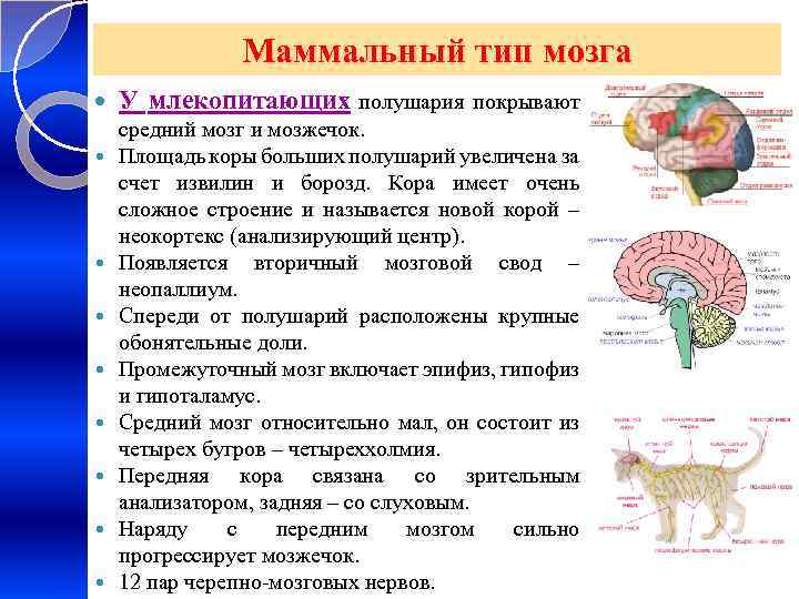 Маммальный тип мозга У млекопитающих полушария покрывают средний мозг и мозжечок. Площадь коры больших