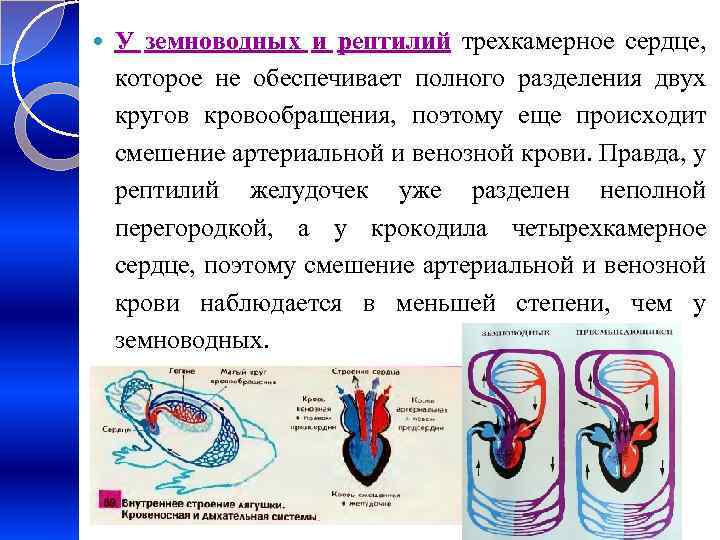  У земноводных и рептилий трехкамерное сердце, которое не обеспечивает полного разделения двух кругов