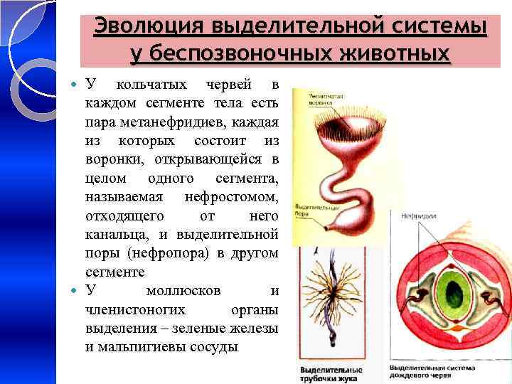 Эволюция выделительной системы у беспозвоночных животных У кольчатых червей в каждом сегменте тела есть