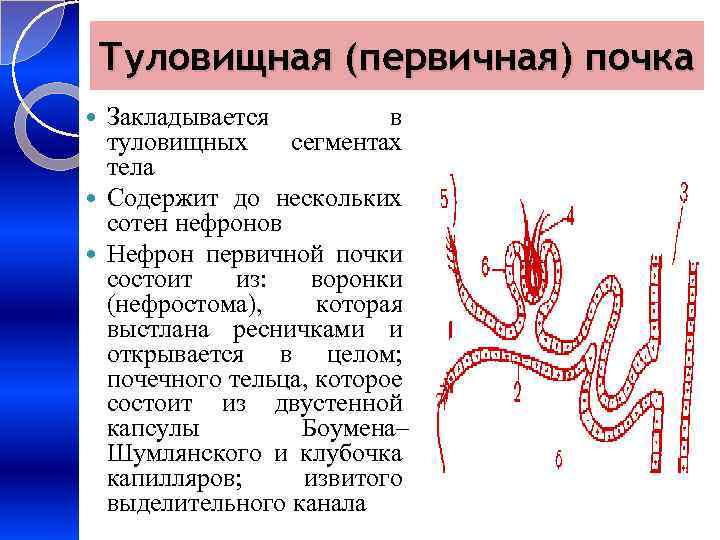 Туловищная (первичная) почка Закладывается в туловищных сегментах тела Содержит до нескольких сотен нефронов Нефрон