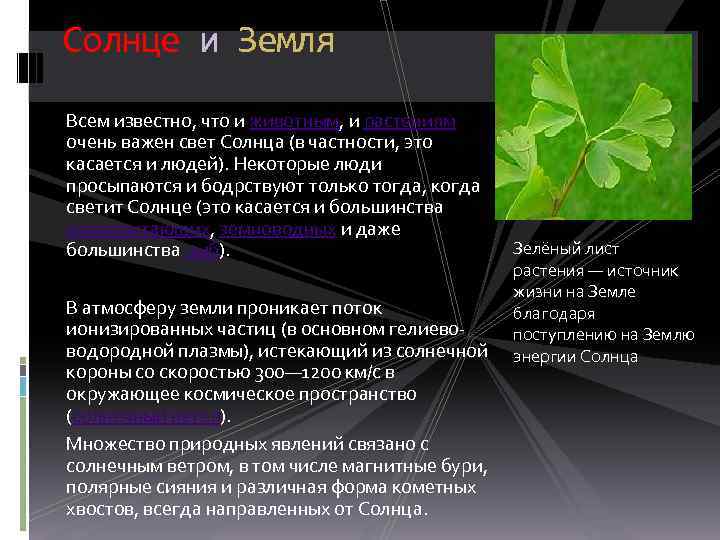 Солнце и Земля Всем известно, что и животным, и растениям очень важен свет Солнца