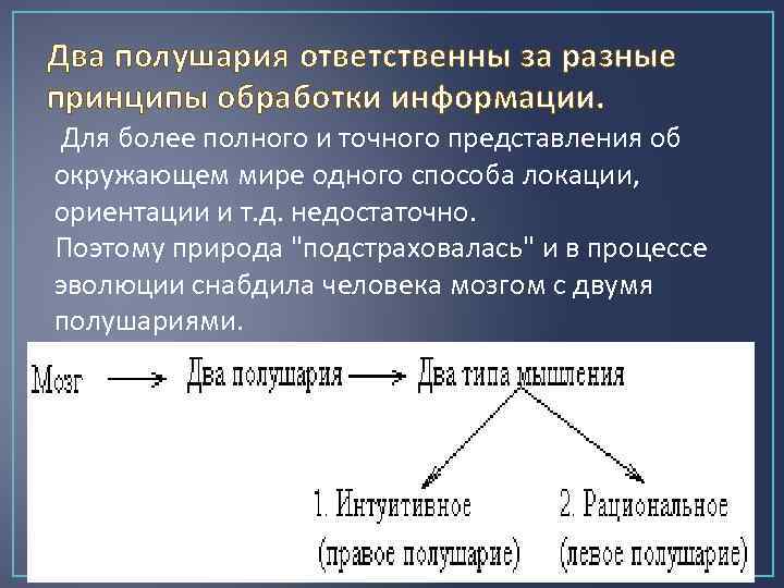 Два полушария ответственны за разные принципы обработки информации. Для более полного и точного представления