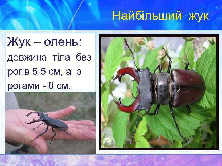 Найбільший жук Жук – олень: довжина тіла без рогів 5, 5 см, а з