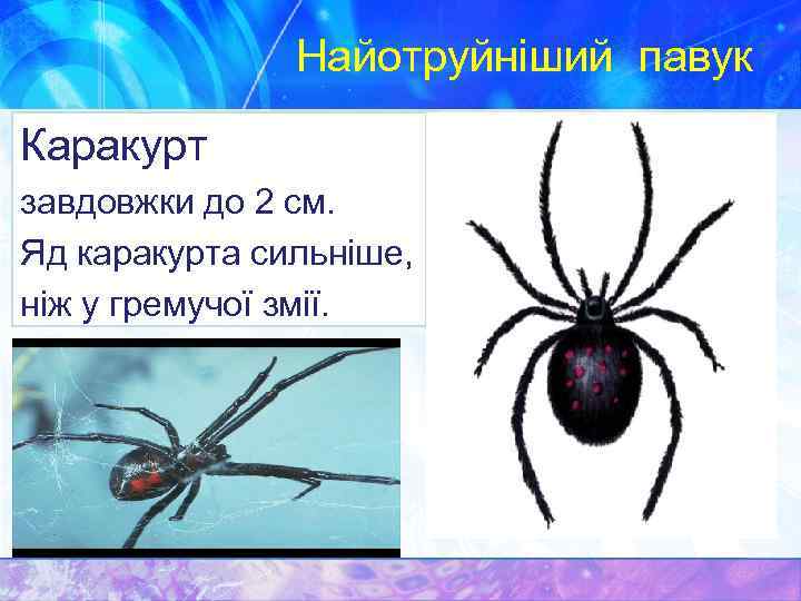 Найотруйніший павук Каракурт завдовжки до 2 см. Яд каракурта сильніше, ніж у гремучої змії.